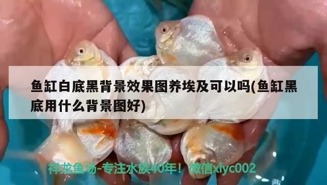龍魚魚缸背景什么顏色好看呢vs祥龍魚場:龍魚缸背景色選擇對于提升養魚環境的整體美感至關重要