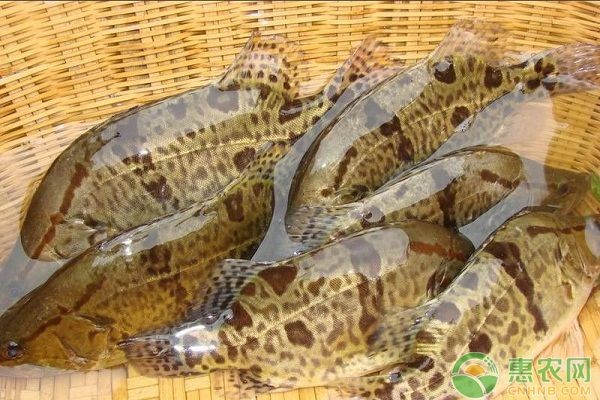 魟魚疾病預防的日常護理：魟魚疾病預防的日常護理方法