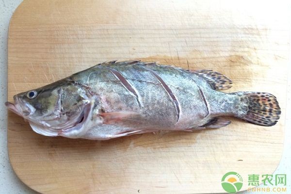 魟魚疾病預防的日常護理：魟魚疾病預防的日常護理方法