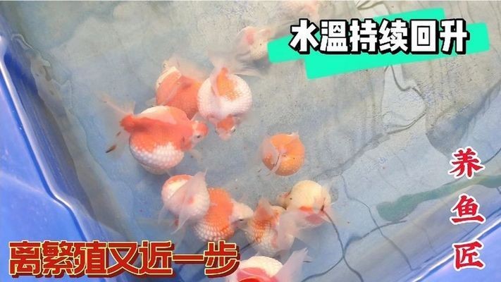 黑金魟魚繁殖后水質(zhì)管理技巧：黑金魟魚繁殖后如何控制氨氮含量