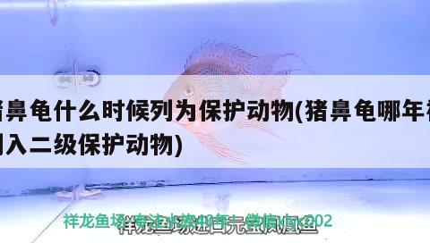 豬鼻龜什么時候列為保護動物(豬鼻龜哪年被列入二級保護動物)