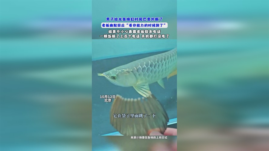鶴壁龍魚vs祥龍魚場（鶴壁龍魚與祥龍魚場的區別）