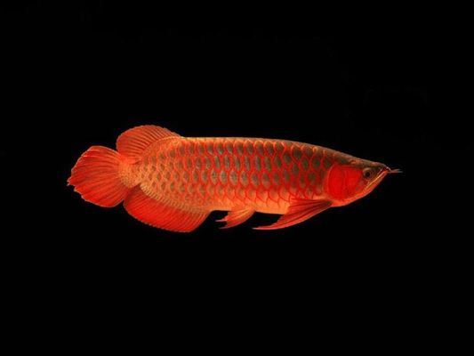如何給龍魚定期做內外寄飼料呢vs祥龍魚場：如何為祥龍魚場的龍魚進行內外寄食的管理