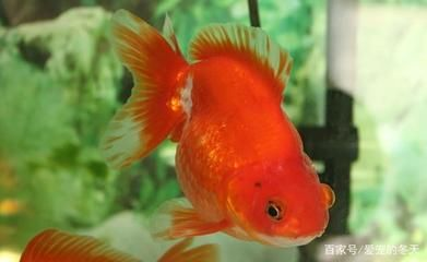 觀賞魚溫度高不愛吃食（關于觀賞魚溫度高不愛吃食的具體原因及解決辦法）