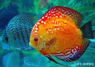 觀賞魚溫度高不愛吃食（關于觀賞魚溫度高不愛吃食的具體原因及解決辦法）