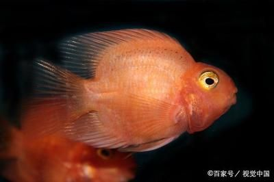 觀賞魚溫度高不愛吃食（關于觀賞魚溫度高不愛吃食的具體原因及解決辦法）