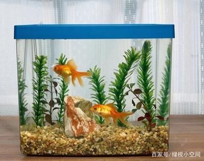調節魚缸水質常見四種方法：調節魚缸水質常見四種方法，