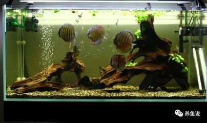 調節魚缸水質常見四種方法：調節魚缸水質常見四種方法，