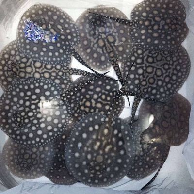 魟魚加熱棒選擇建議：水族箱加熱棒選擇