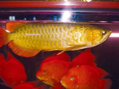 祥龍魚場推薦的具體魚缸尺寸，祥龍魚場的魚缸價格是多少？