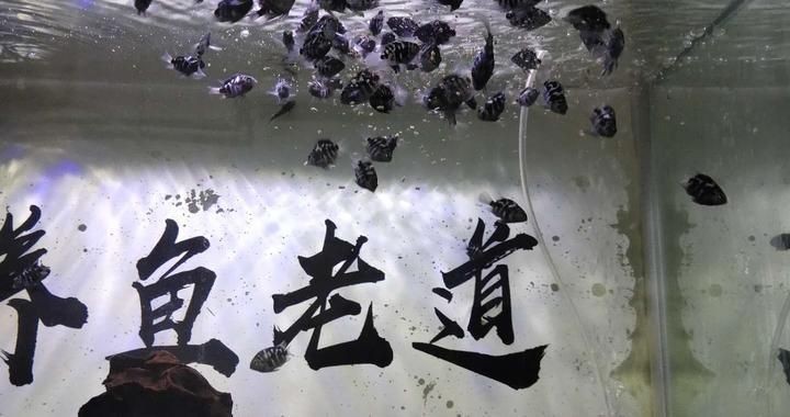 恐龍王魚繁殖季節(jié)行為變化，恐龍王魚在繁殖季節(jié)會(huì)有明顯的行為變化，恐龍王魚繁殖季節(jié)光照管理