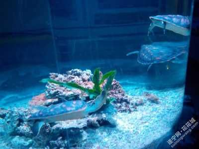 遂寧水族館vs祥龍魚場（遂寧水族館與祥龍魚場的區(qū)別）