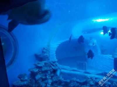 遂寧水族館vs祥龍魚場（遂寧水族館與祥龍魚場的區(qū)別）