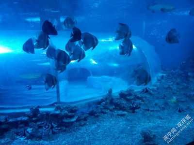 遂寧水族館vs祥龍魚場（遂寧水族館與祥龍魚場的區(qū)別）