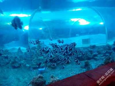 遂寧水族館vs祥龍魚場（遂寧水族館與祥龍魚場的區(qū)別）