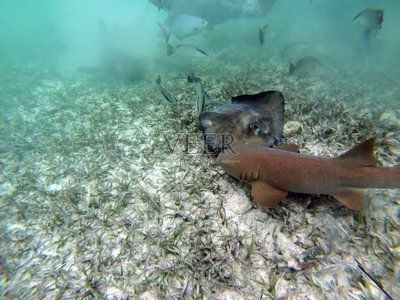魟魚環境變動適應技巧：養魚過水過程中的注意事項
