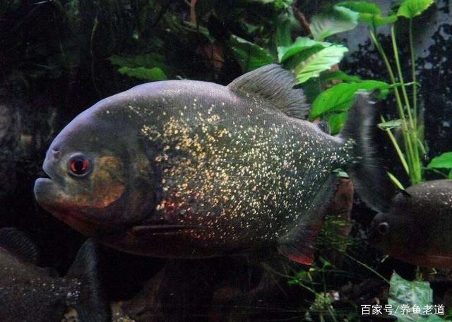 虎魚品種介紹和特征詳圖怎么寫：虎魚品種介紹和特征詳圖