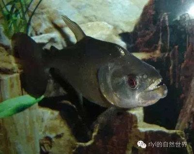 虎魚品種介紹和特征詳圖怎么寫：虎魚品種介紹和特征詳圖