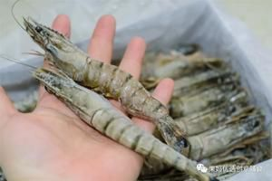 野生黑虎魚：關于野生黑虎魚的一些信息