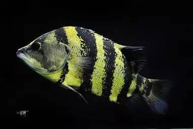 虎魚分哪幾種顏色：虎魚的顏色種類