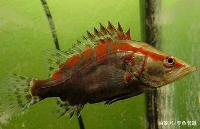 虎魚分哪幾種顏色：虎魚的顏色種類