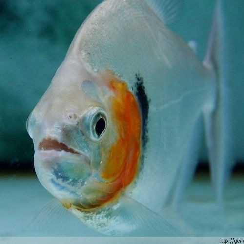 虎魚分哪幾種顏色：虎魚的顏色種類