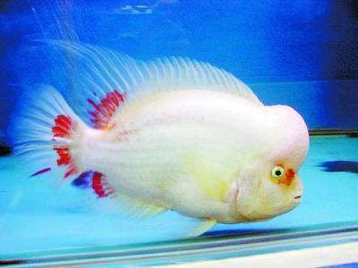 紅龍魚飼料中螺旋藻的作用：螺旋藻在紅龍魚飼料中的作用