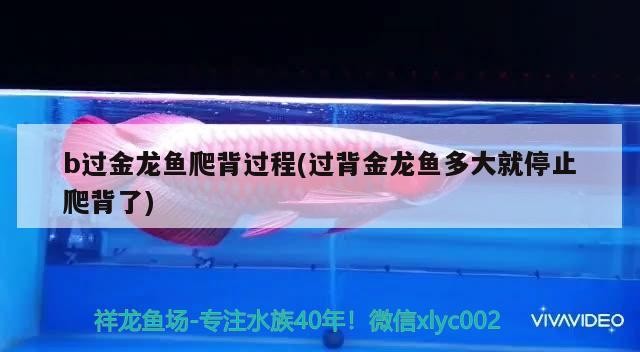 b過金龍魚爬背過程(過背金龍魚多大就停止爬背了)