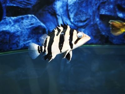 虎魚眼睛突出來怎么治療圖片：虎魚眼睛突出來怎么辦