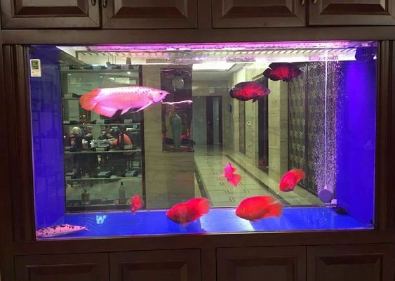 2020水族魚缸博覽會(huì)時(shí)間：2020年廣州國(guó)際水族魚缸博覽會(huì)時(shí)間和地點(diǎn)信息