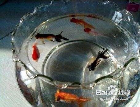 大魚缸換水怎么控制溫度的：大魚缸換水時溫度控制技巧和注意事項和注意事項