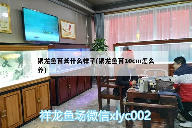 銀龍魚(yú)苗長(zhǎng)什么樣子(銀龍魚(yú)苗10cm怎么養(yǎng))