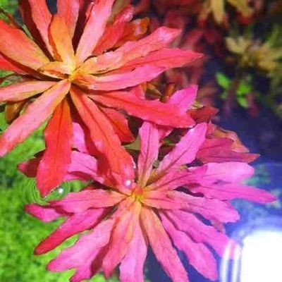 創(chuàng)星前置桶與森森603哪個(gè)好