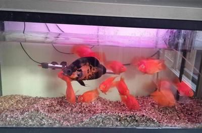 不需要加熱的小型魚缸:不需要加熱的小型魚缸和冷水魚的種類和養(yǎng)護(hù)方法