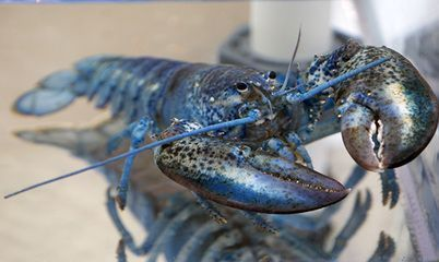 龍魚有什么好處vs祥龍魚場(chǎng)：龍魚養(yǎng)殖技術(shù)要點(diǎn)祥龍魚場(chǎng)口碑評(píng)價(jià)龍魚養(yǎng)殖技術(shù)要點(diǎn)