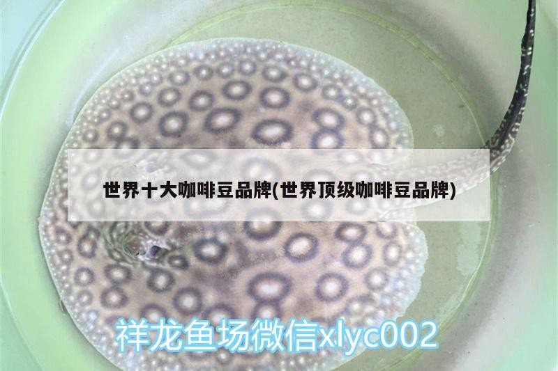 世界十大咖啡豆品牌(世界頂級咖啡豆品牌)