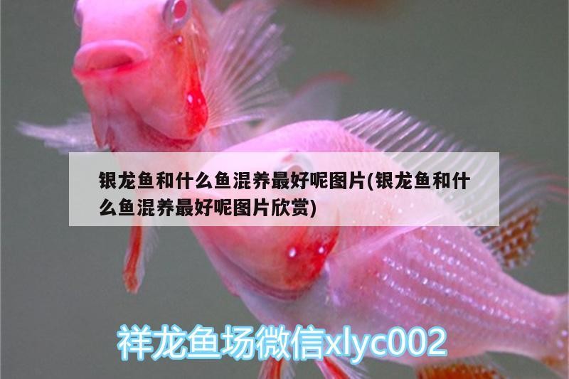 銀龍魚和什么魚混養最好呢圖片(銀龍魚和什么魚混養最好呢圖片欣賞)