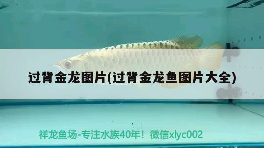 詳細(xì)閱讀:過(guò)背金龍圖片(過(guò)背金龍魚(yú)圖片大全) 過(guò)背金龍圖片(過(guò)背金龍魚(yú)圖片大全)