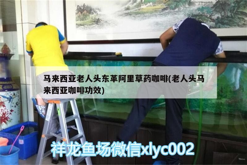 馬來西亞老人頭東革阿里草藥咖啡(老人頭馬來西亞咖啡功效)