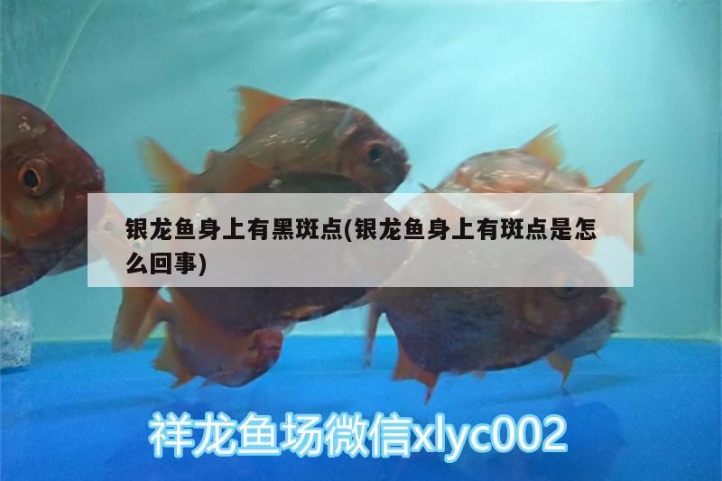 銀龍魚身上有黑斑點(銀龍魚身上有斑點是怎么回事)