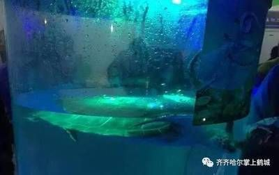 齊齊哈爾水族館vs祥龍魚場（齊齊哈爾水族館——祥龍魚場）