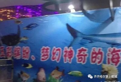 齊齊哈爾水族館vs祥龍魚場（齊齊哈爾水族館——祥龍魚場）