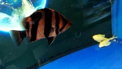 虎魚(yú)暗沙能退嗎：虎魚(yú)的暗沙可以退嗎，虎魚(yú)暗沙能退嗎，