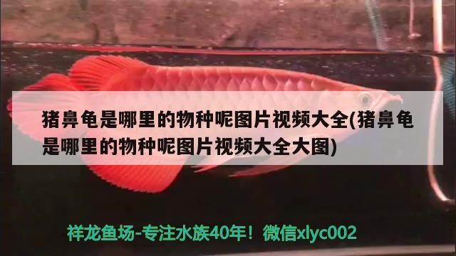 豬鼻龜是哪里的物種呢圖片視頻大全(豬鼻龜是哪里的物種呢圖片視頻大全大圖)