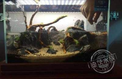 1米八的魚缸多少錢一個：1米8的魚缸價格因品牌、材質、設計復雜性等因素不同