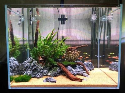 1米八的魚缸多少錢一個：1米8的魚缸價格因品牌、材質、設計復雜性等因素不同
