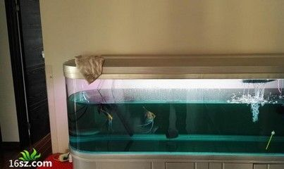 龍魚尺寸與魚齡有關嗎：龍魚尺寸與魚齡有關嗎？
