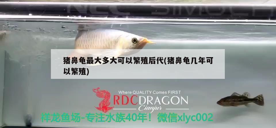 豬鼻龜最大多大可以繁殖后代(豬鼻龜幾年可以繁殖)