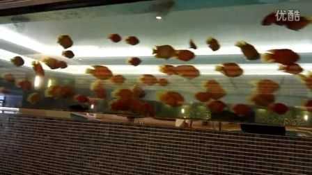 1.2米的魚缸圖片：1.2米的魚缸圖片是怎樣的？