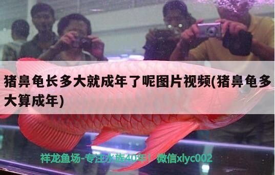 豬鼻龜長多大就成年了呢圖片視頻(豬鼻龜多大算成年) 豬鼻龜長多大就成年了呢圖片視頻(豬鼻龜多大算成年) 豬鼻龜百科